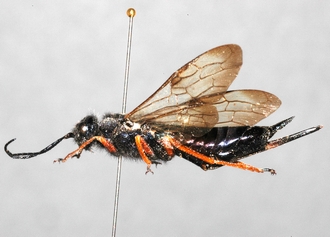 Siricoidea